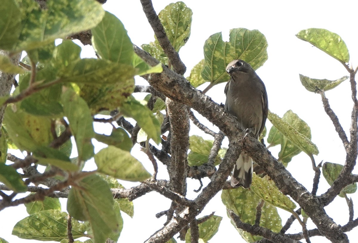 Lesser Honeyguide - ML646572279