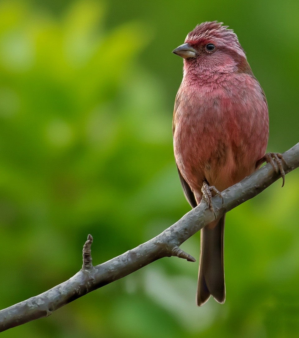 Pink-browed Rosefinch - ML646572293