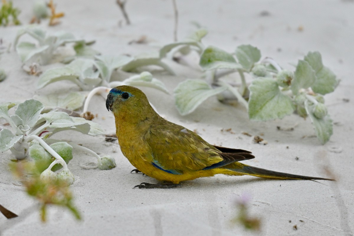 Rock Parrot - ML646572294