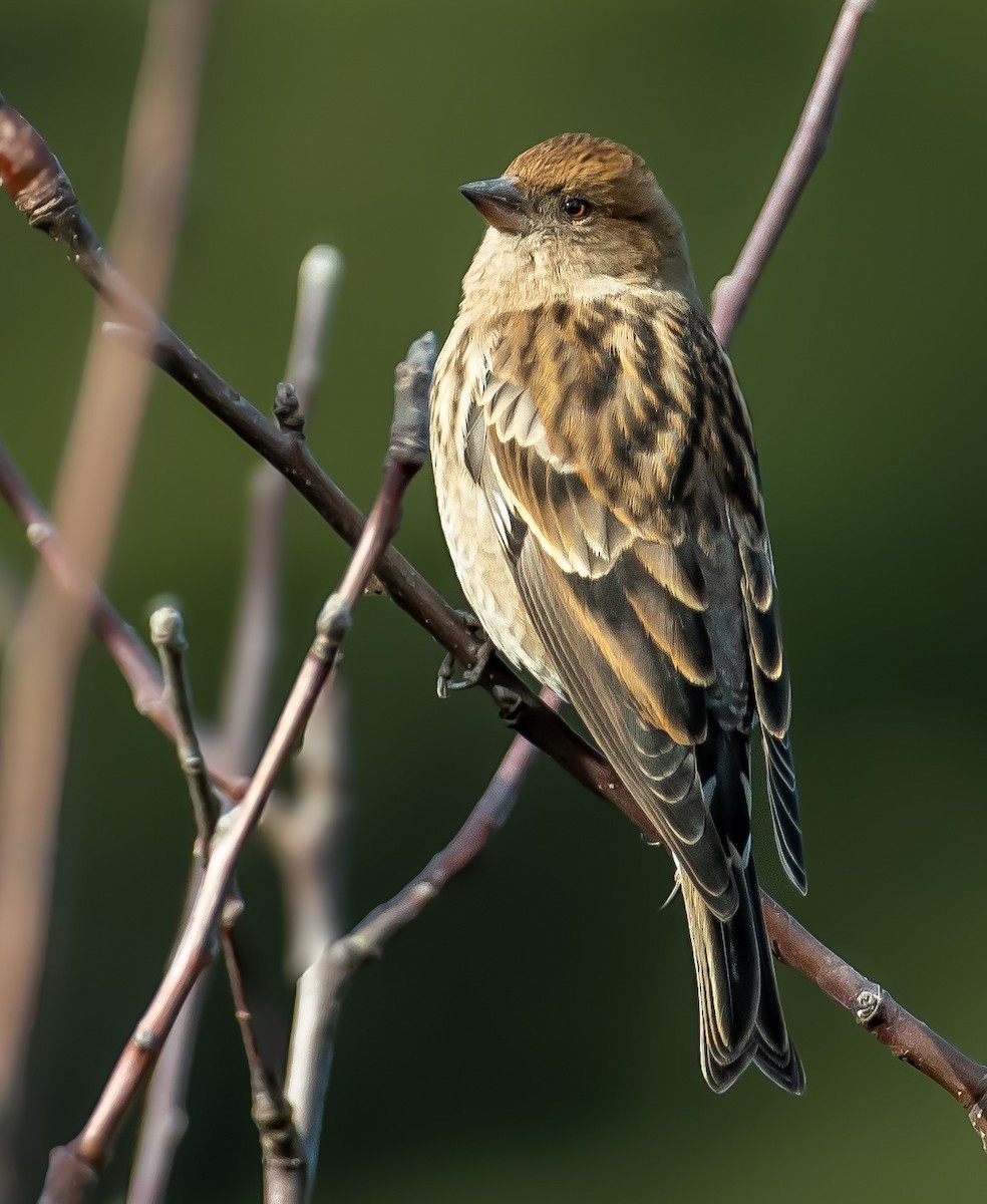 Plain Mountain Finch - ML646572308
