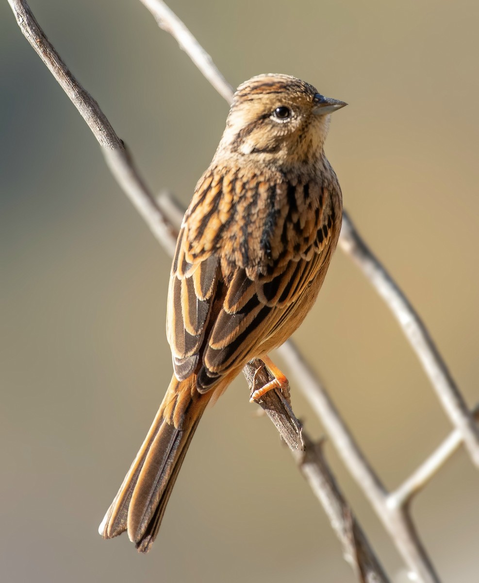 Rock Bunting - ML646572313