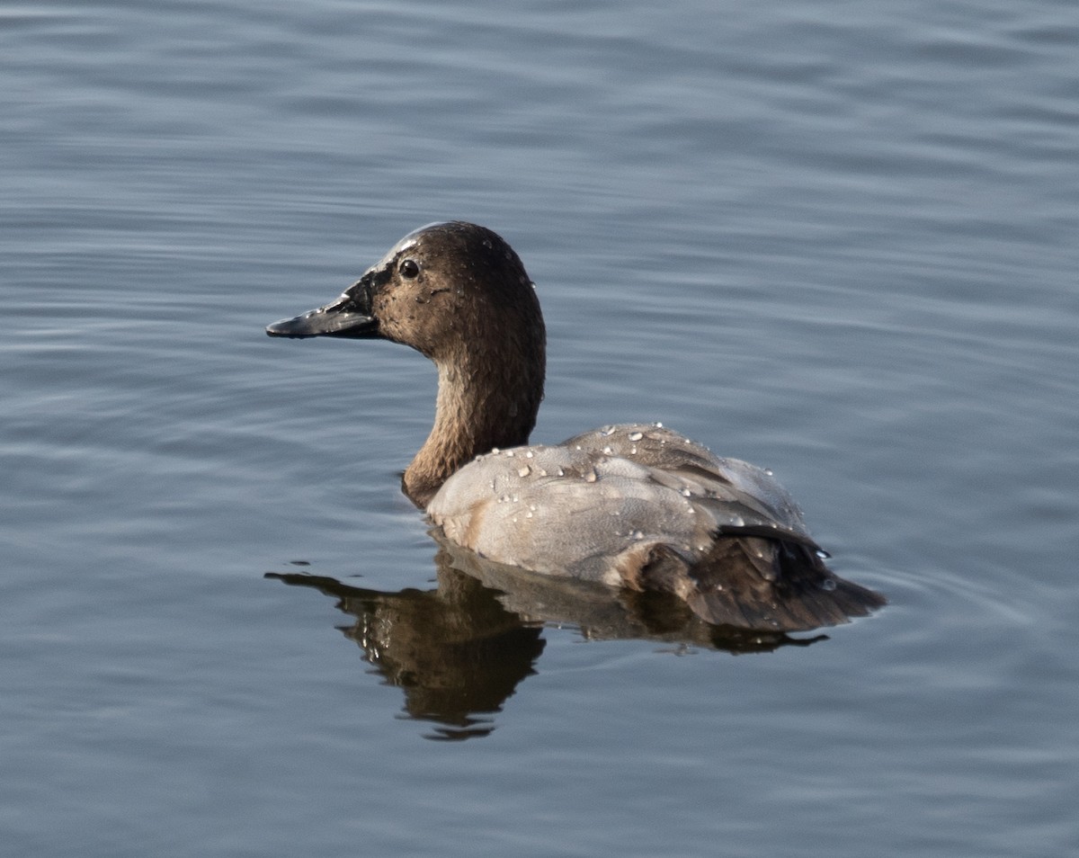 Riesentafelente - ML646572321