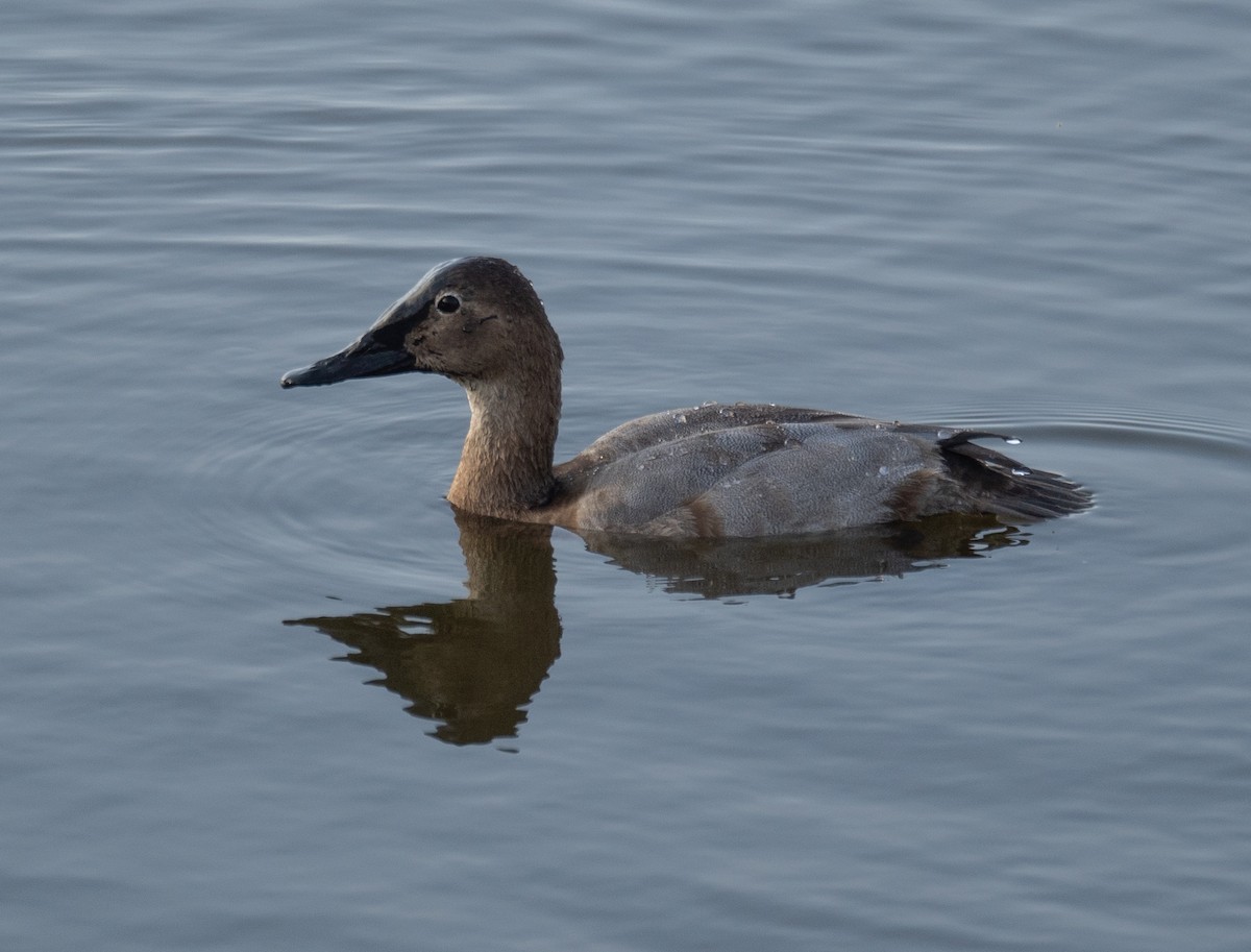 Riesentafelente - ML646572322