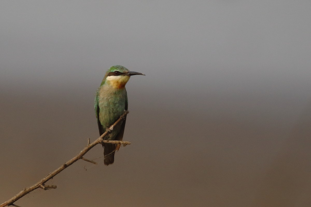 שרקרק ירוק - ML646572323
