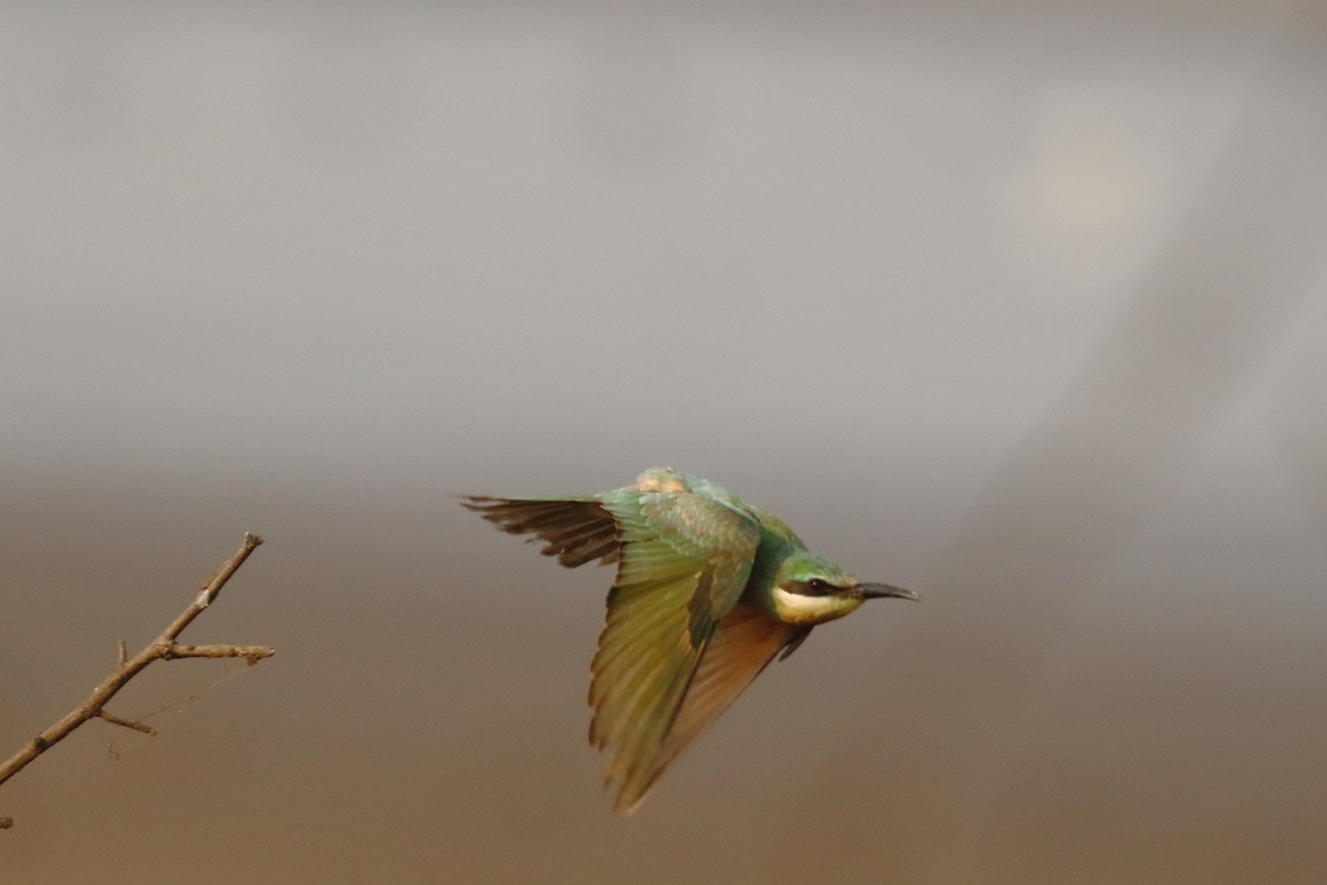 שרקרק ירוק - ML646572326