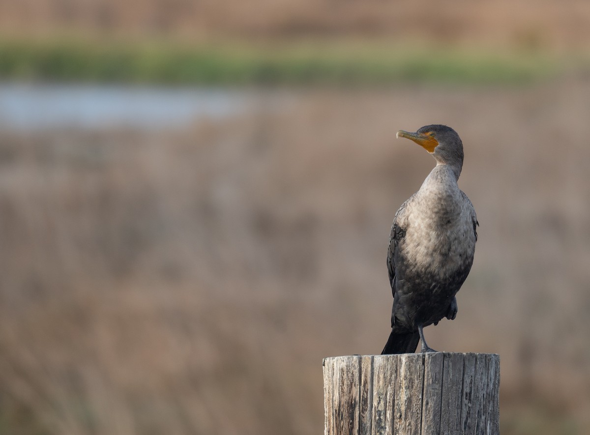 Double-crested Cormorant - ML646572327