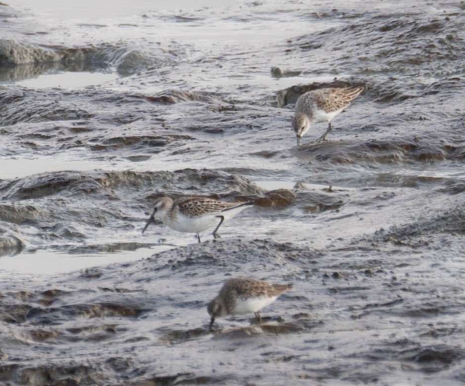 Gambecchio dell'Alaska - ML646572328