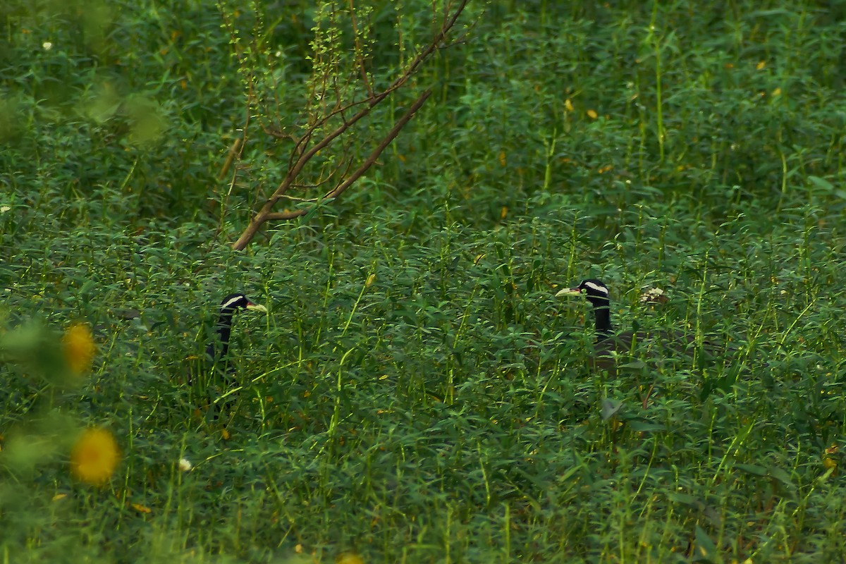 ostnák hnědoocasý - ML646572329