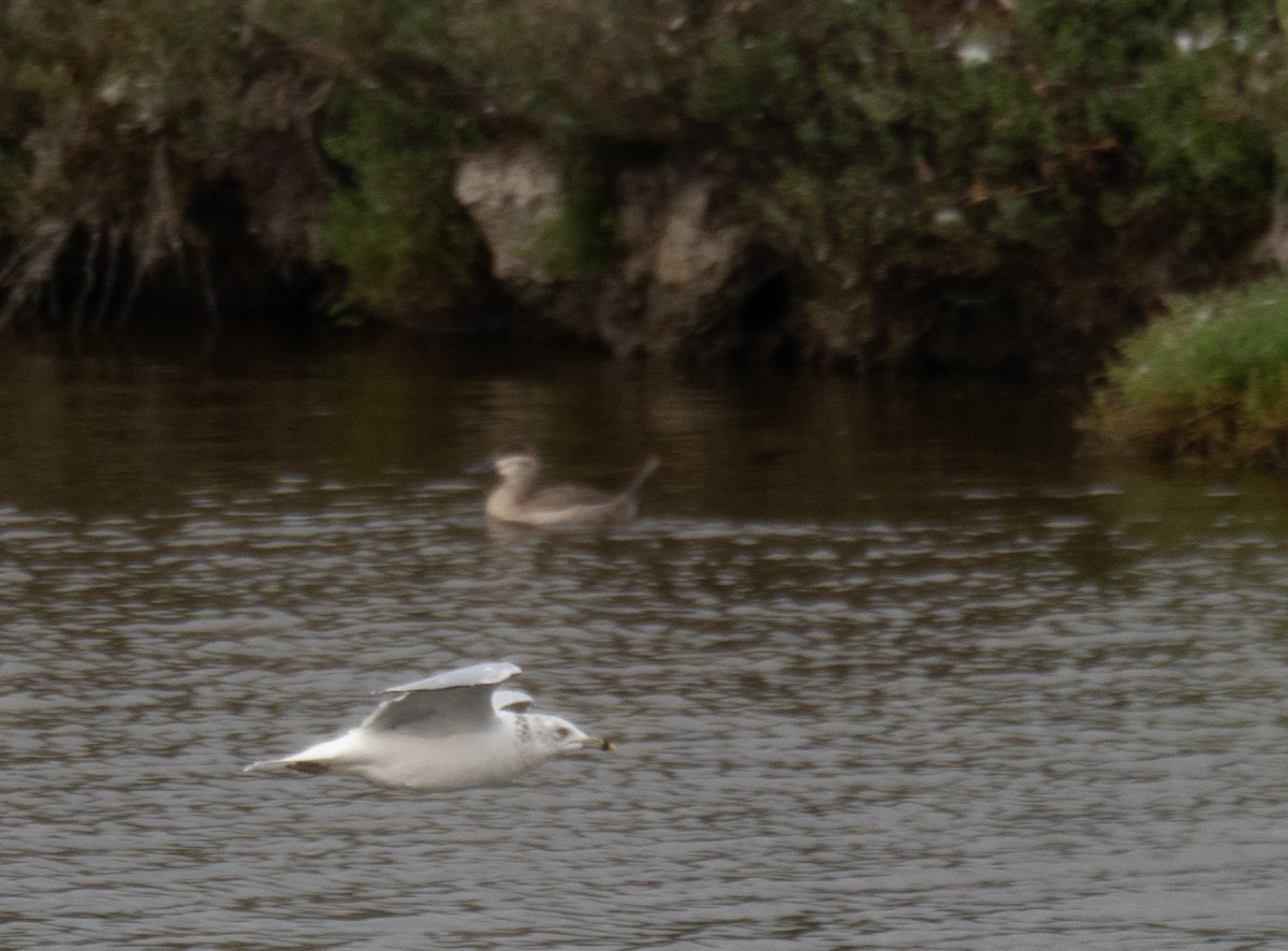 Ring-billed Gull - ML646572349
