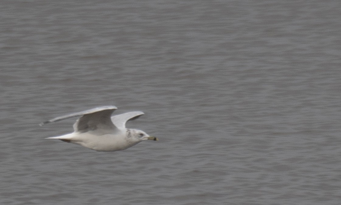 Ring-billed Gull - ML646572350