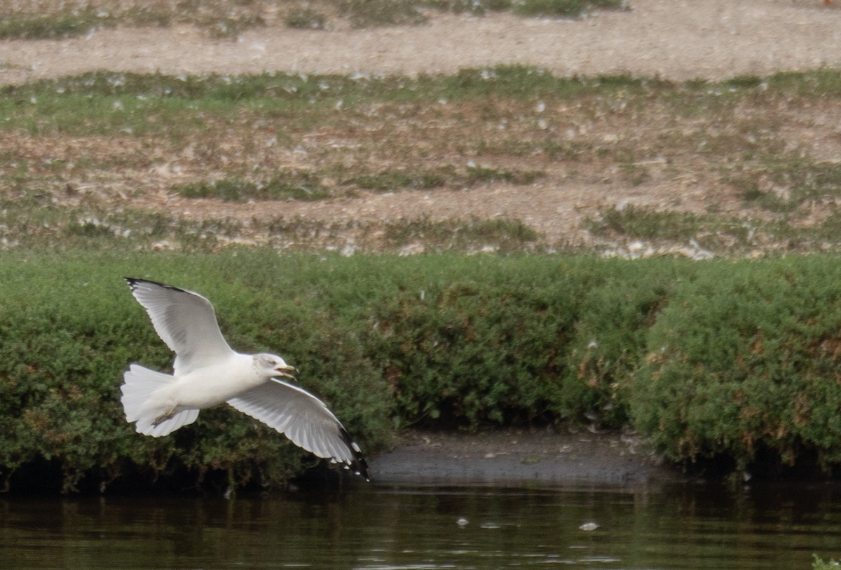 Ring-billed Gull - ML646572351