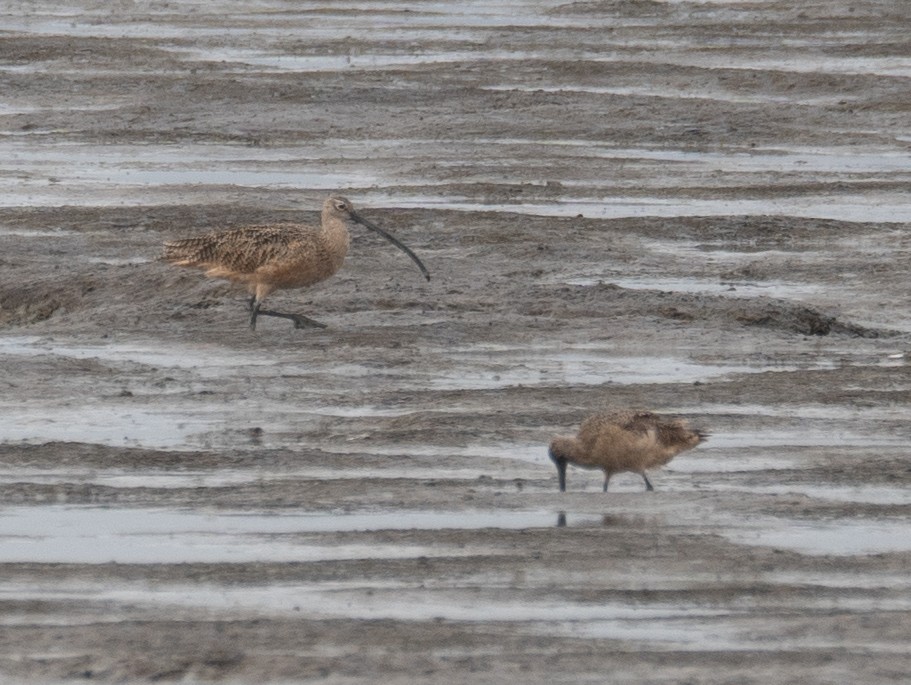 Long-billed Curlew - ML646572358