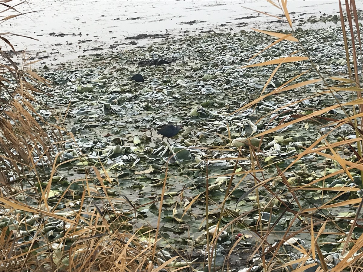 Gray-headed Swamphen - ML646572359