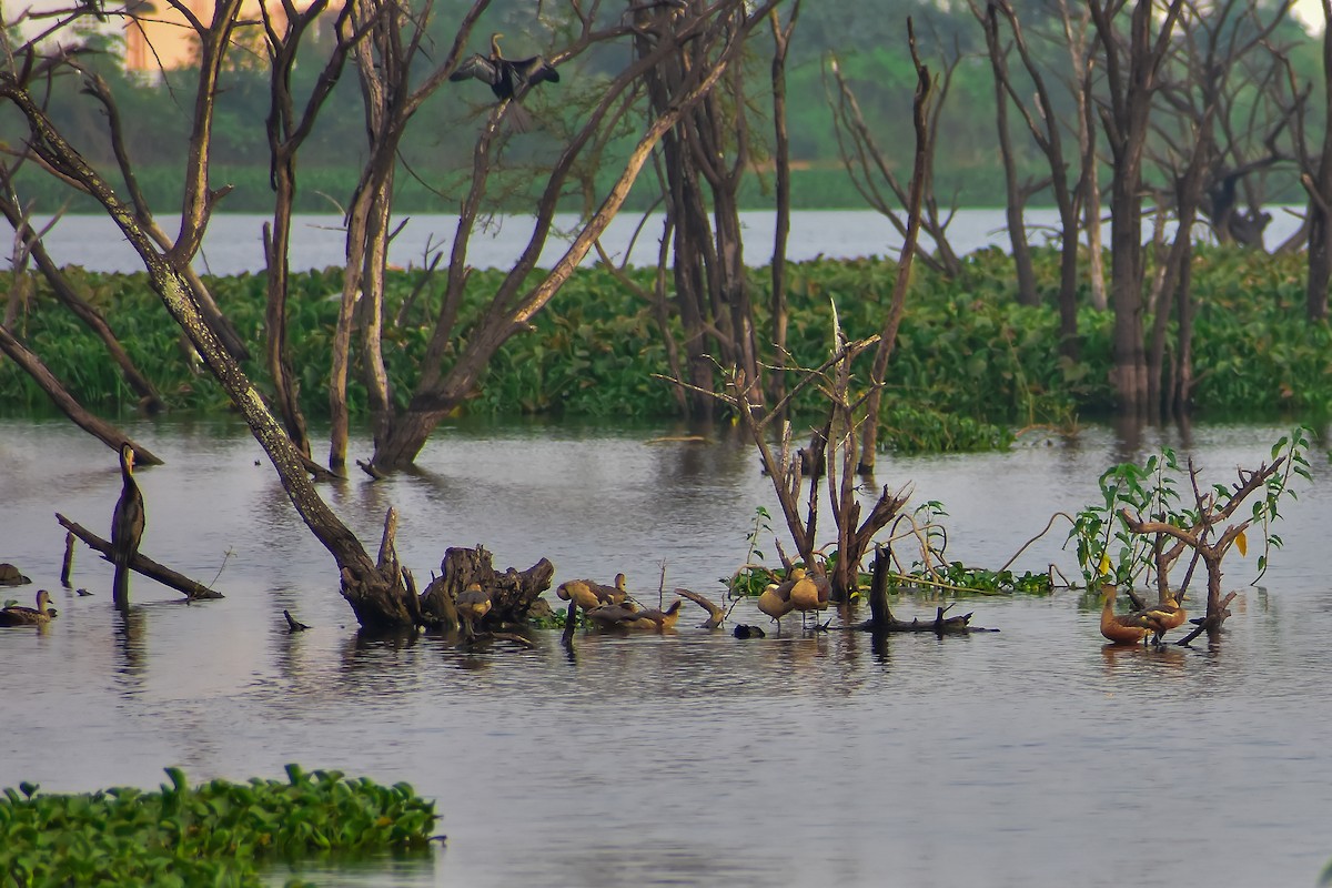 Lesser Whistling-Duck - ML646572363