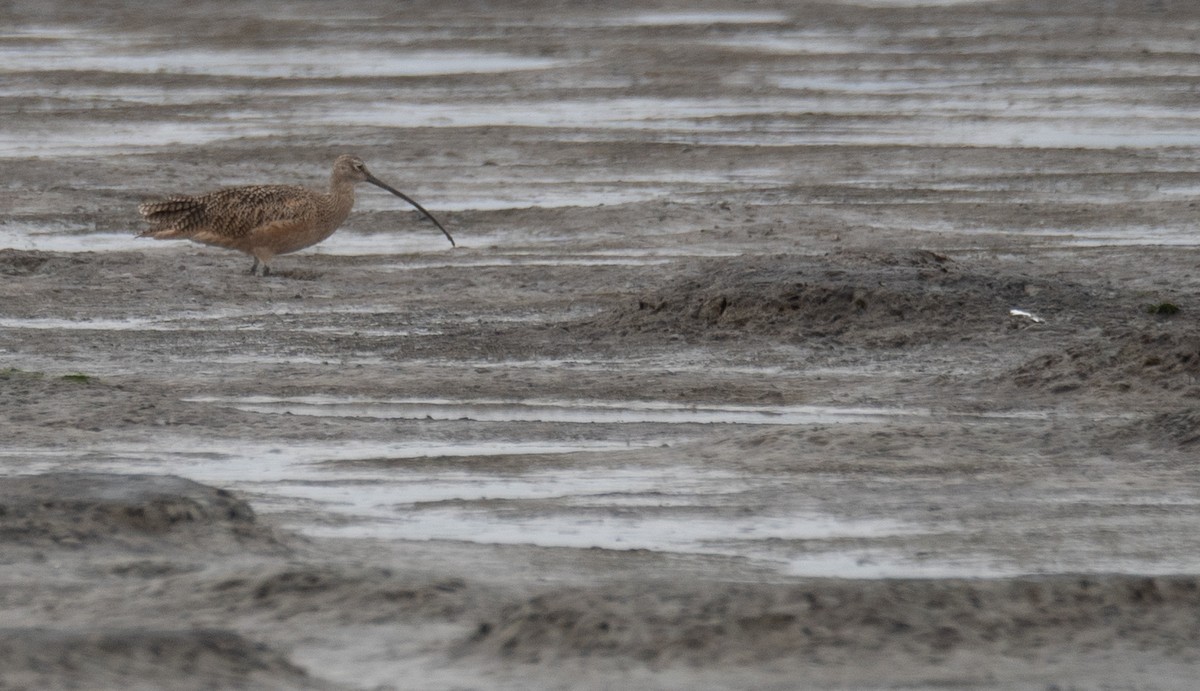 Long-billed Curlew - ML646572364