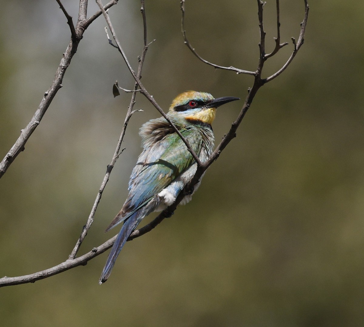 Guêpier arc-en-ciel - ML646572369