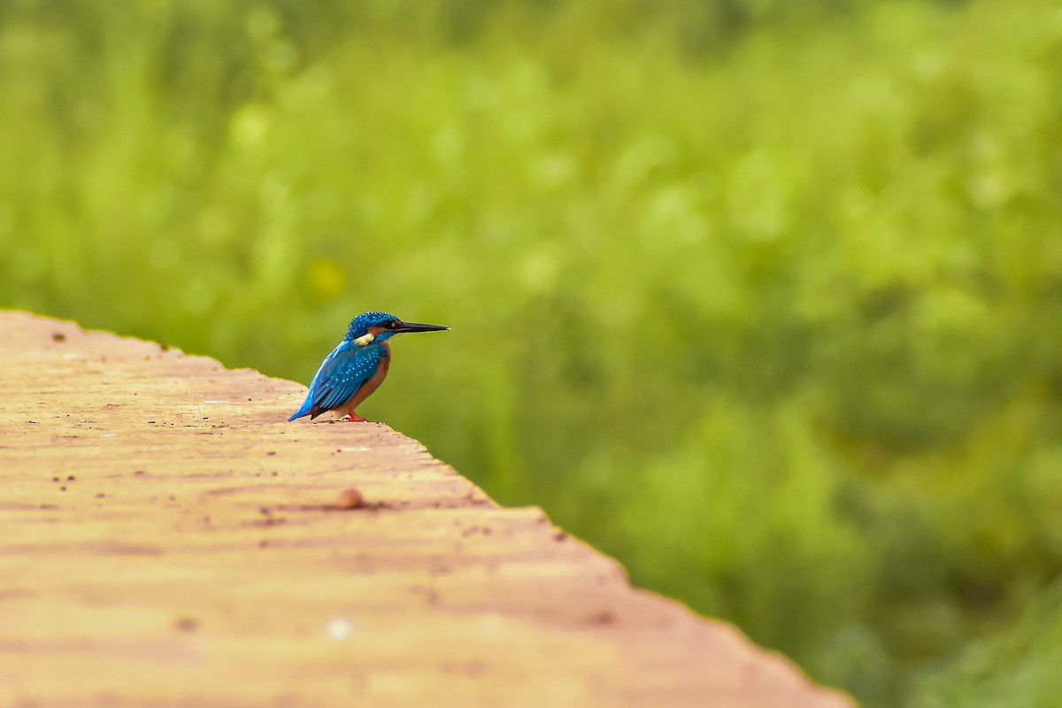 Common Kingfisher - ML646572373