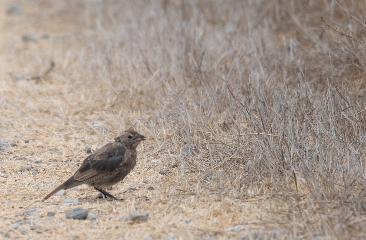 Коровий трупиал, буроголовый желтушник - ML646572376