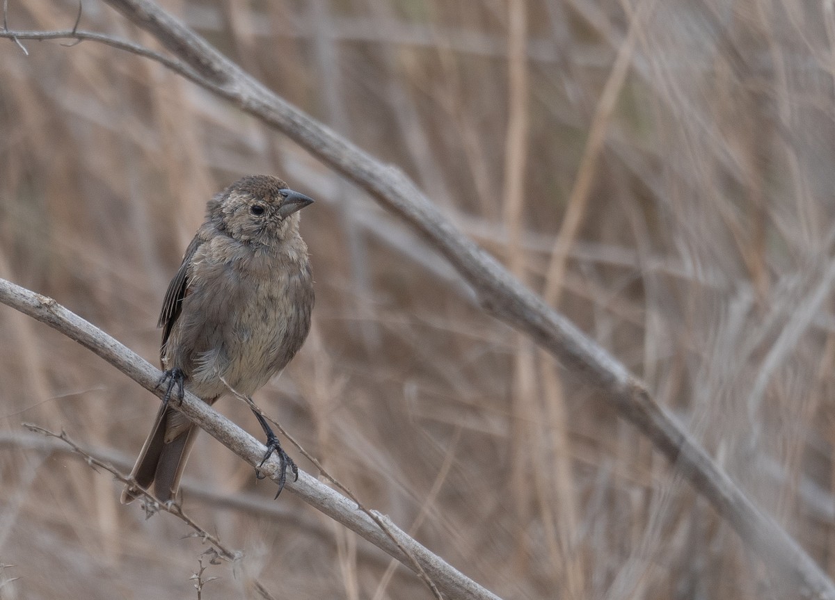 Коровий трупиал, буроголовый желтушник - ML646572377