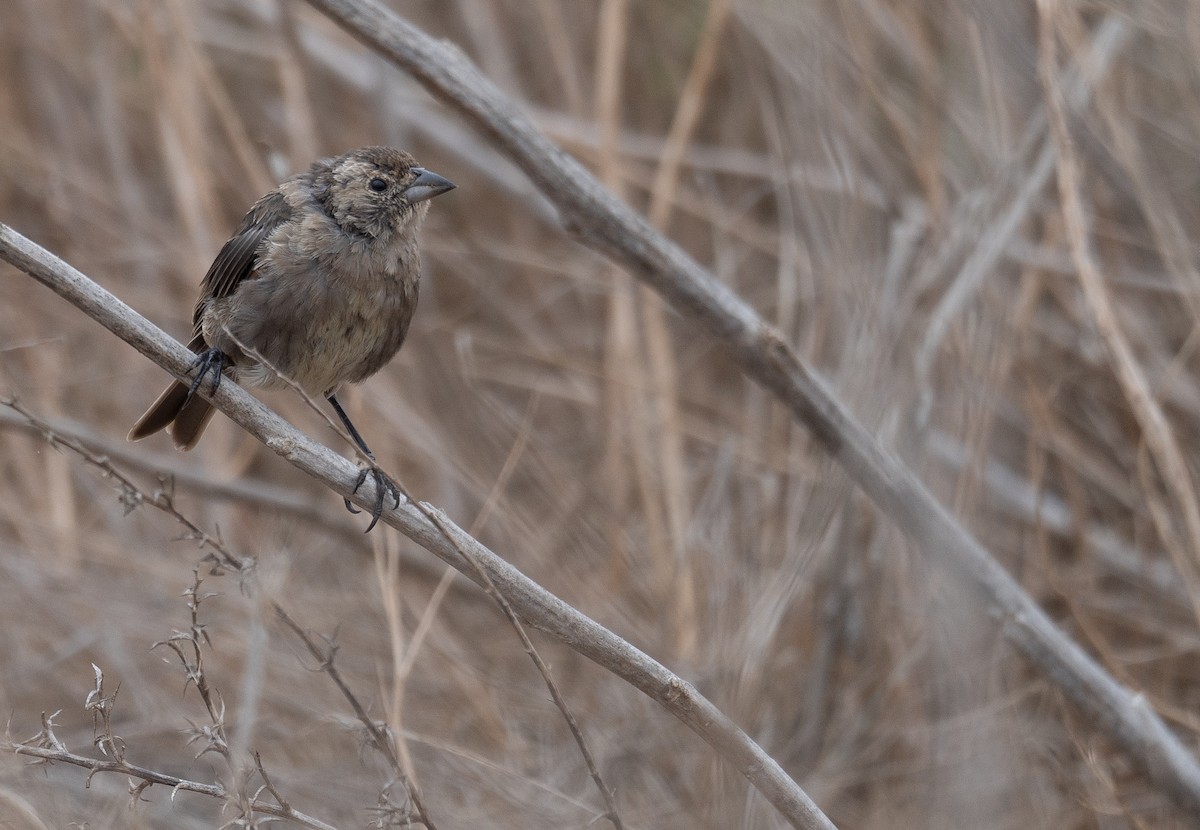 Коровий трупиал, буроголовый желтушник - ML646572378