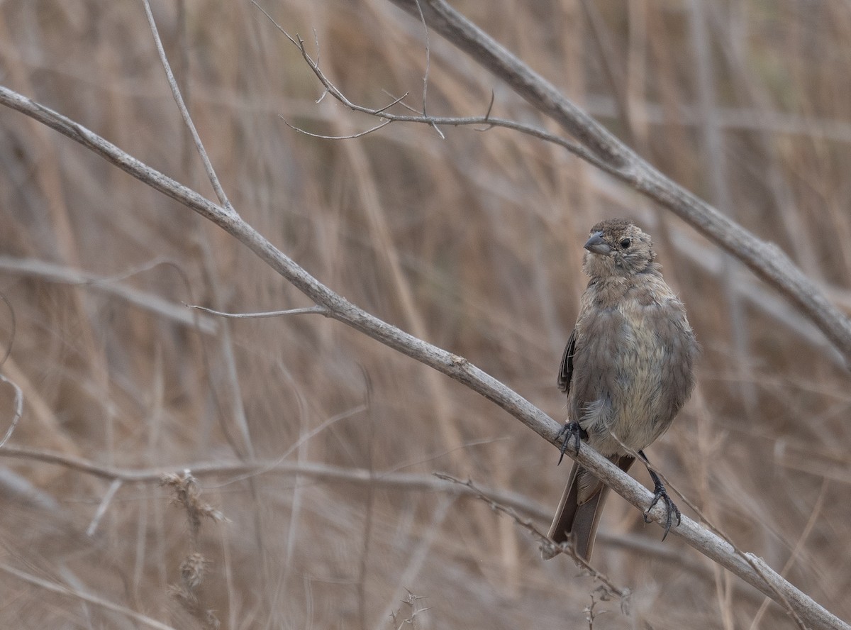 Коровий трупиал, буроголовый желтушник - ML646572379