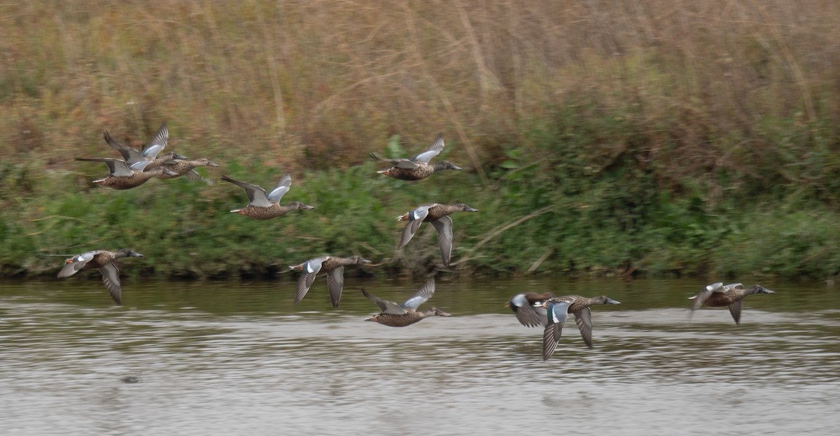 Широконоска - ML646572381