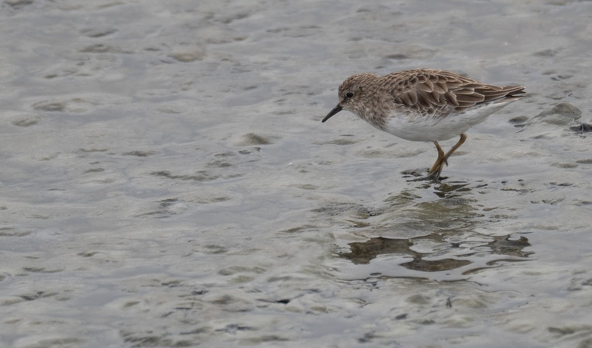 Песочник-крошка - ML646572382