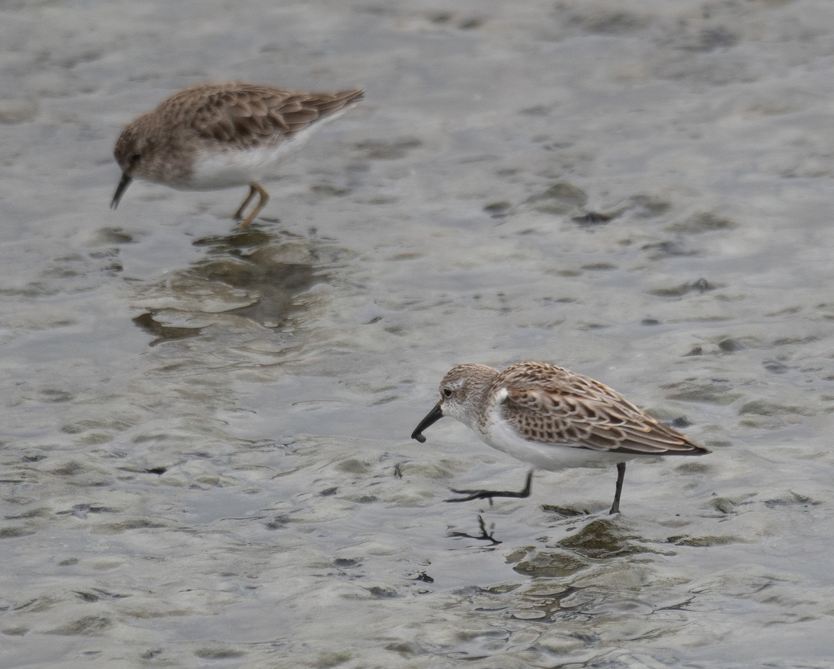 Перепончатопалый песочник - ML646572383