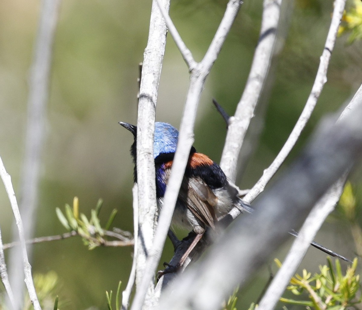 Разноцветный малюр - ML646572384