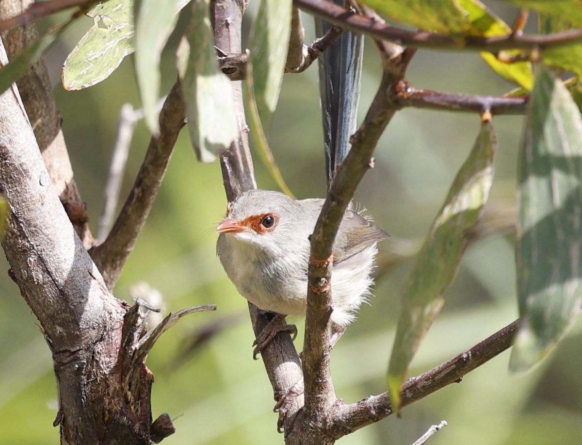 Разноцветный малюр - ML646572385