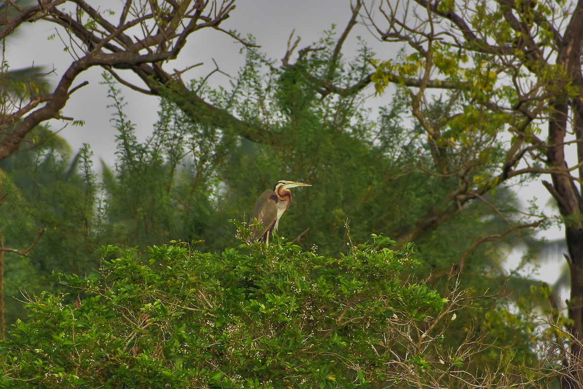 Purple Heron - ML646572386