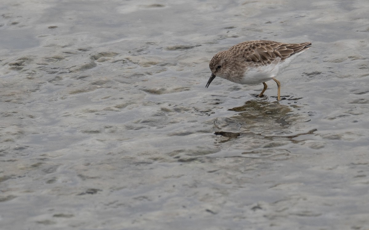 Песочник-крошка - ML646572387