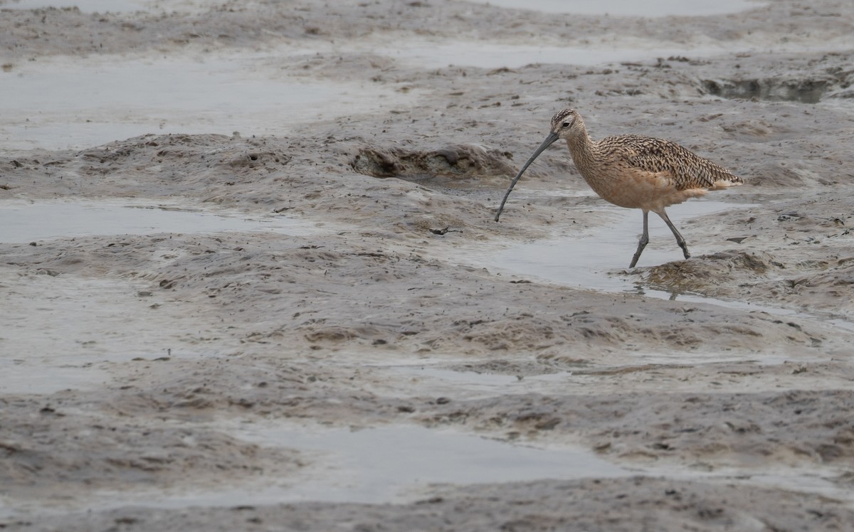 Long-billed Curlew - ML646572388