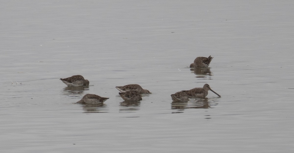 Короткоклювый/Американский бекасовидный веретенник - ML646572389