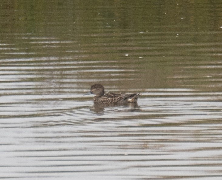 Чирок-свистунок - ML646572390