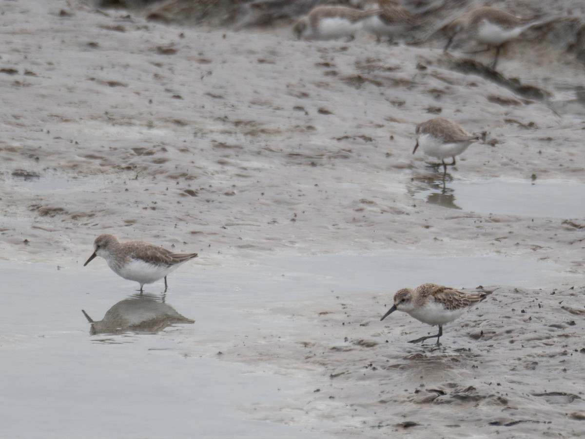 Перепончатопалый песочник - ML646572391
