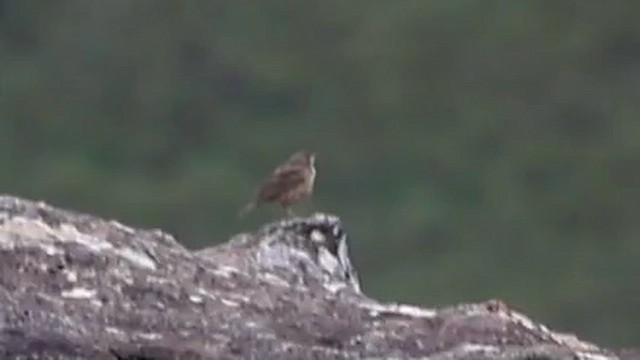 Щеврик світлоперий - ML646572394