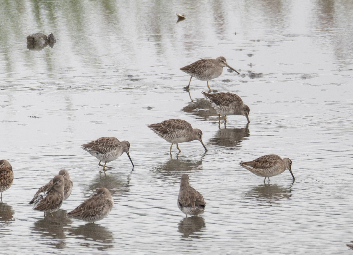 Американский бекасовидный веретенник - ML646572395