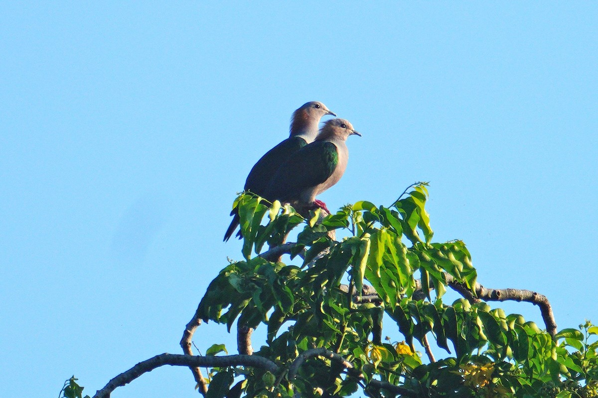 Бронзовый плодовый голубь - ML646572396