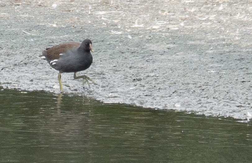 Common Gallinule - ML646572397