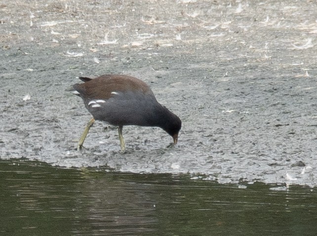 Common Gallinule - ML646572398