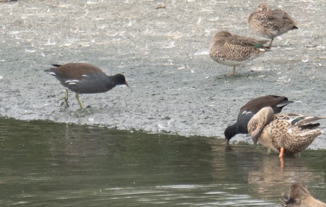 Common Gallinule - ML646572399