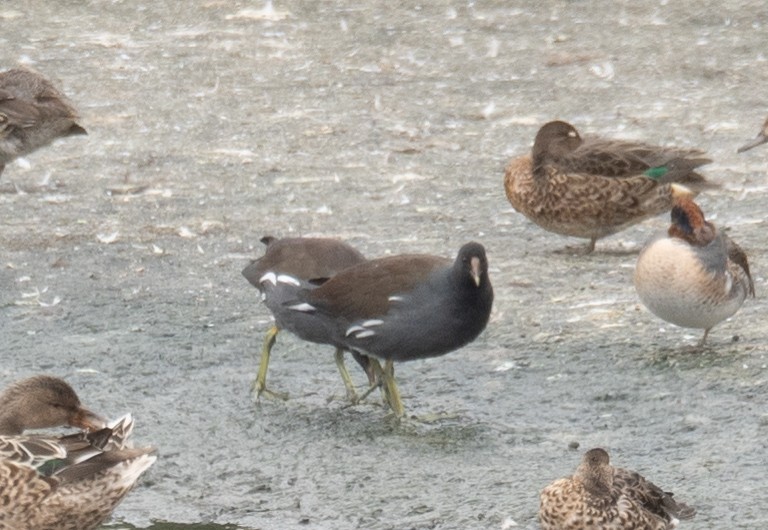 Common Gallinule - ML646572401