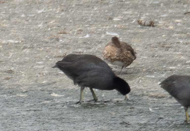 Common Gallinule - ML646572402