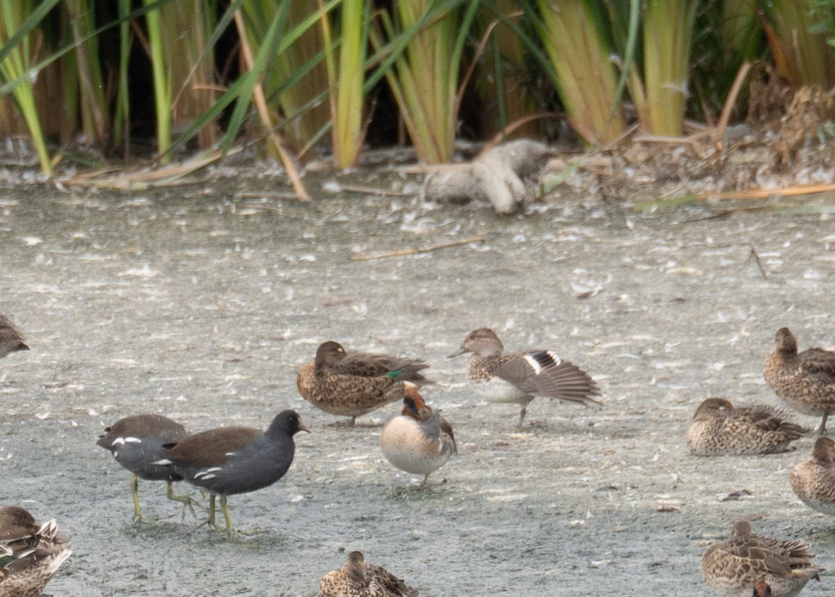 Common Gallinule - ML646572403