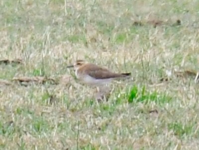 Oriental Plover - ML646572404