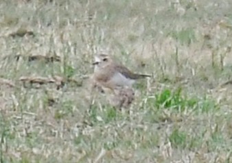 Oriental Plover - ML646572405