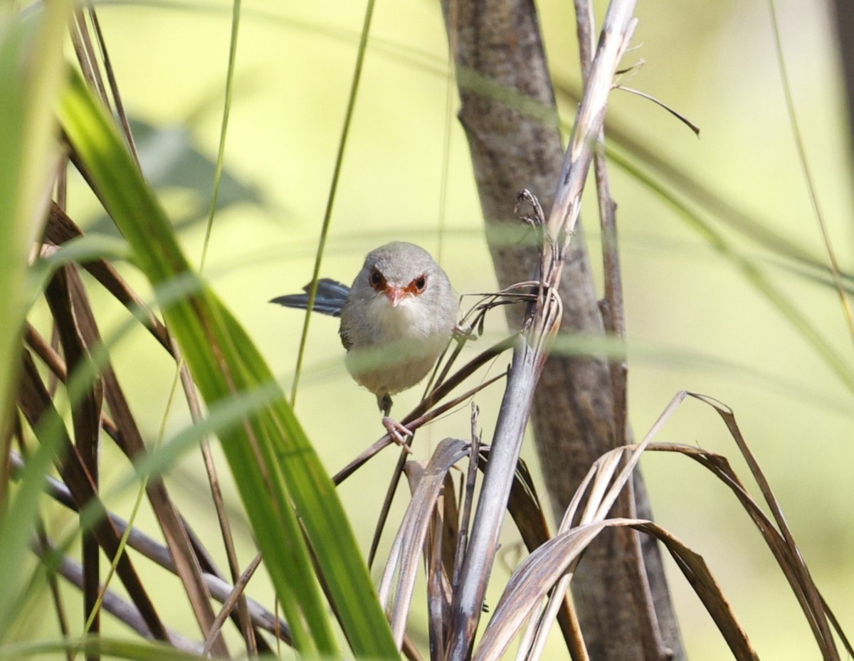 Mérion de Lambert - ML646572414