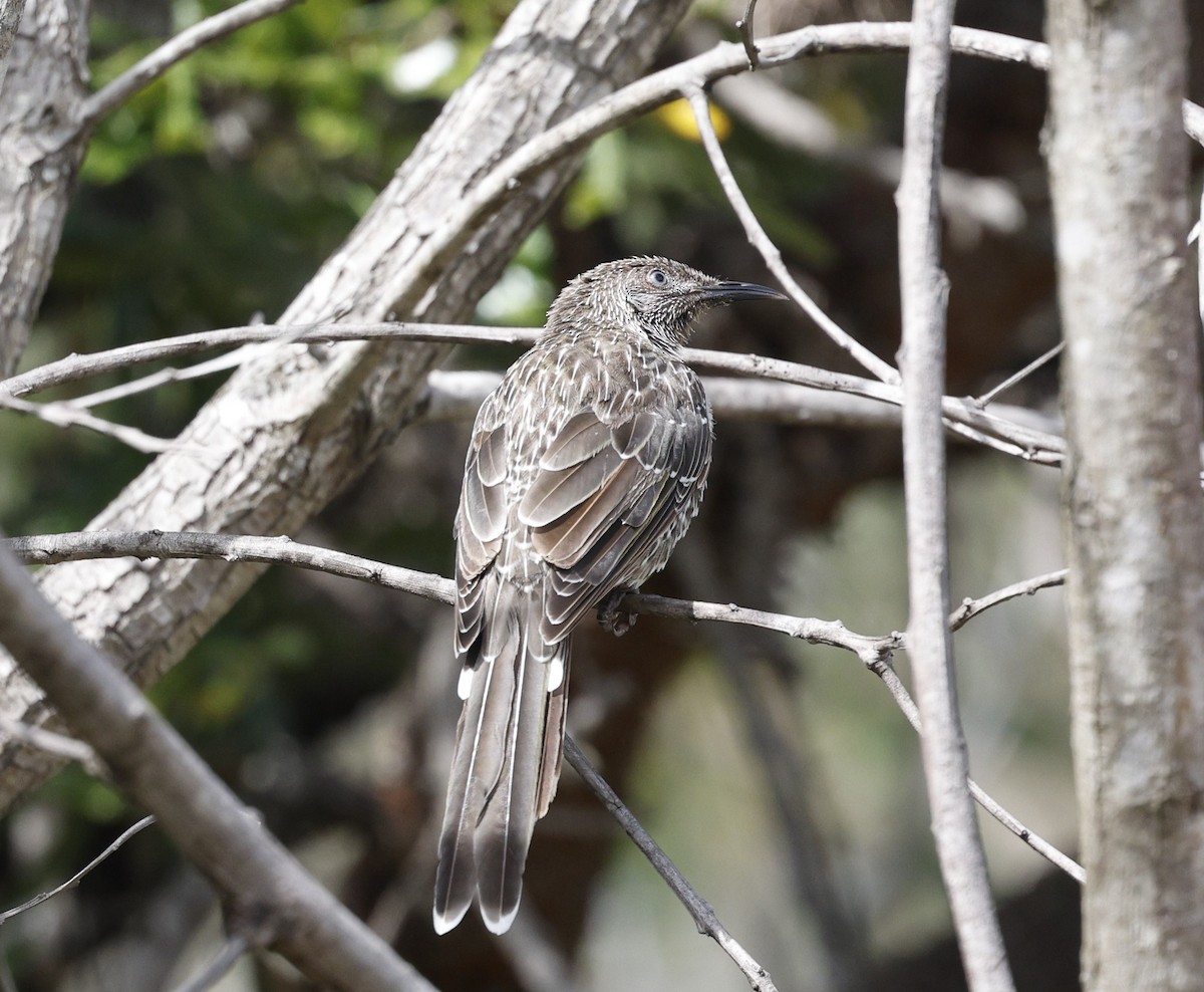 Méliphage à gouttelettes - ML646572415