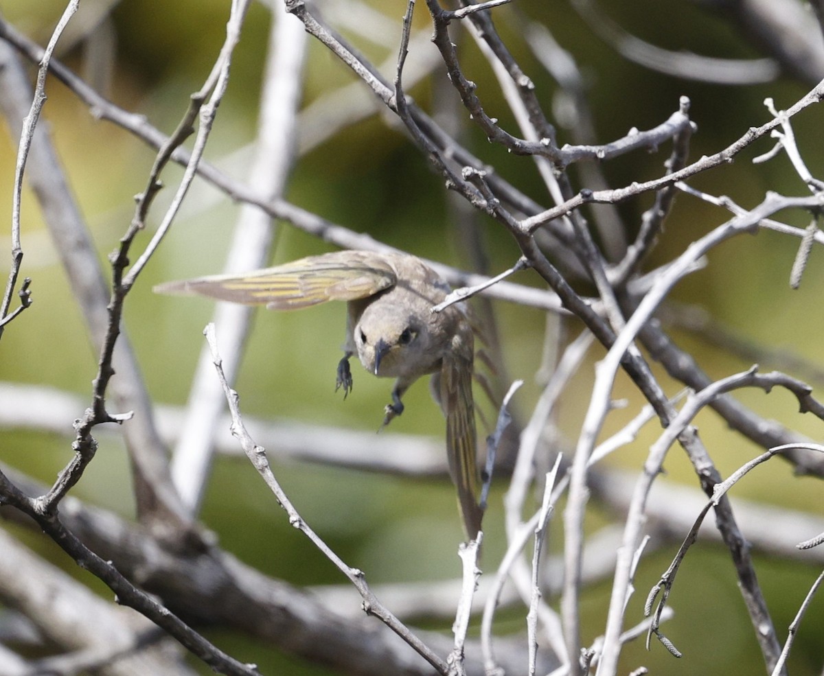 Méliphage brunâtre - ML646572429
